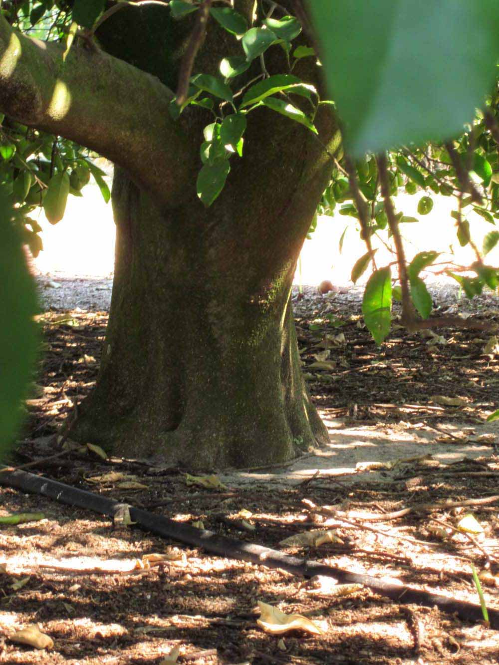              Bark (Winter Haven, FL)       